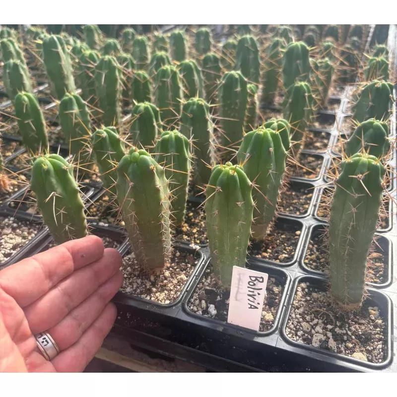 #EC219 EXACT Trichocereus Bridgesii OP Seedling from Bolivia Cactus 5-6 Potted