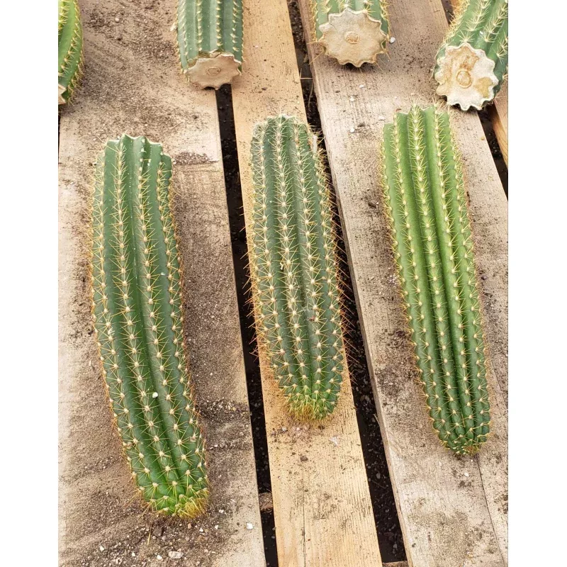 #EC22 EXACT Trichocereus Hybrid Arboricola X VRG Cactus Cutting 10-12