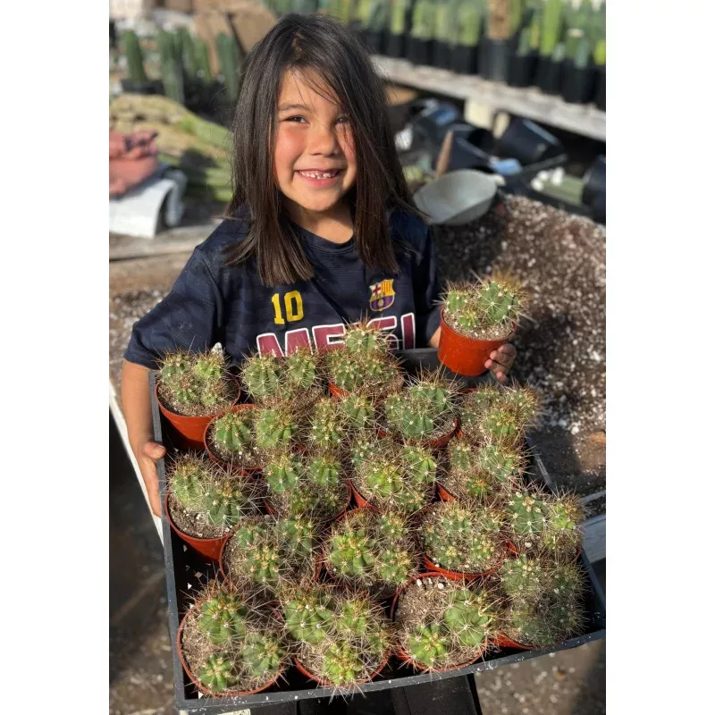 #EC222 EXACT Trichocereus Terschekii Cactus Cluster in 4 container