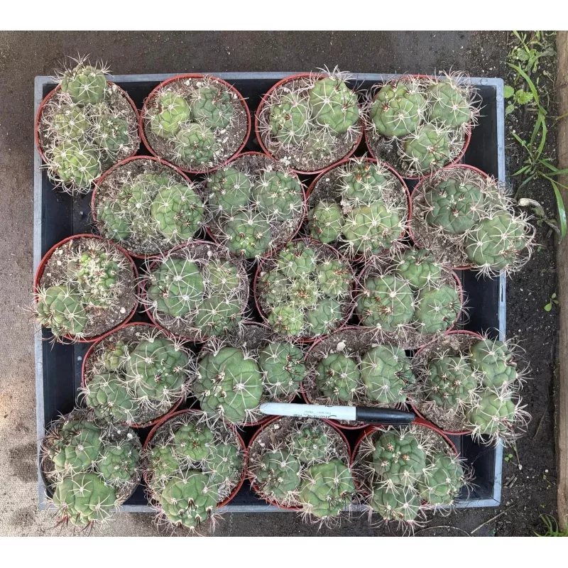 #EC223 EXACT Gymnocalycium Ornamental Cactus potted in 4