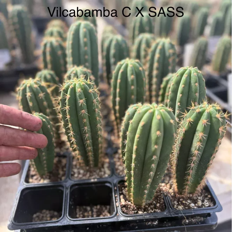 #EC225 Variety of Trichocereus Hybrid Cactus Bargain Potted Seedlings For Sale