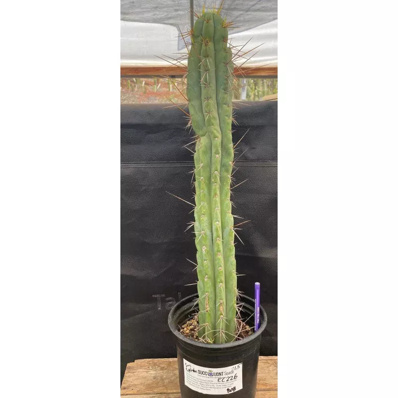 #EC226 EXACT Trichocereus Bridgesoid SunSpine Cactus 21.5