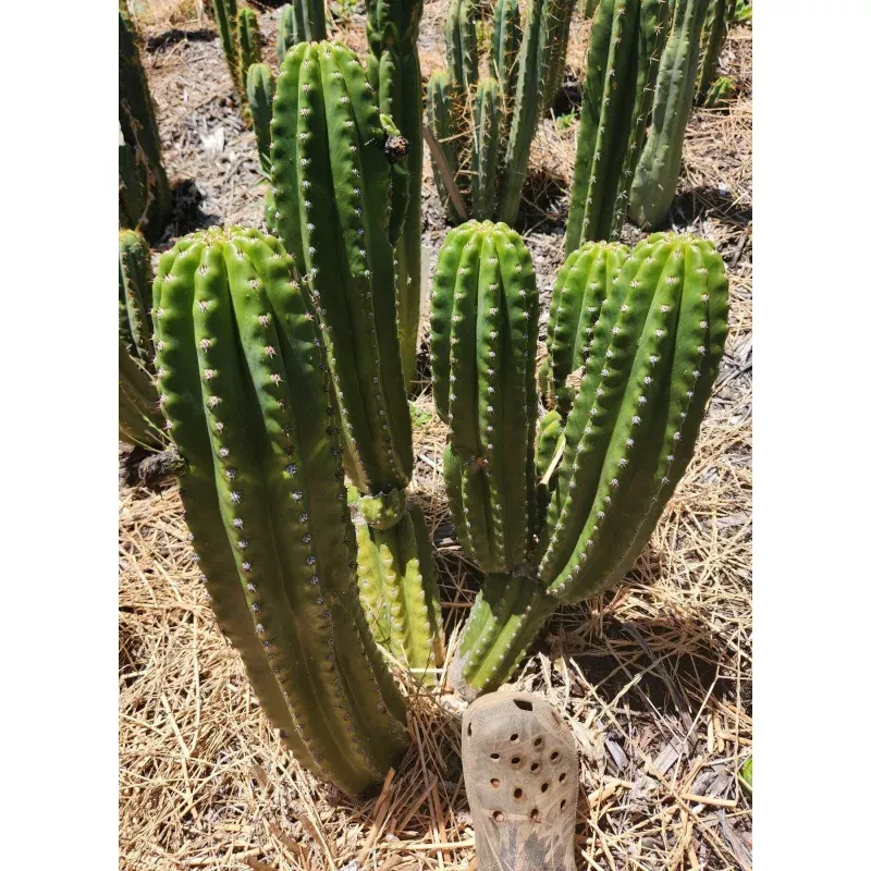 #EC228 EXACT Trichocereus Bach's Faux Scop Cactus Cutting 8-10