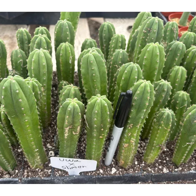 #EC229 Trichocereus hybrid Pachanoi Uwa X Scopulicola Slimer Cactus Seedlings 3-4