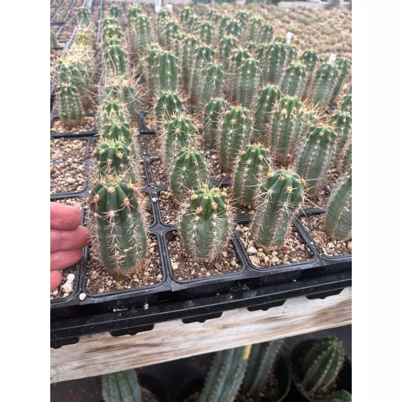 #EC230 EXACT Trichocereus Peruvianus OP Seedlings from Peru Cactus