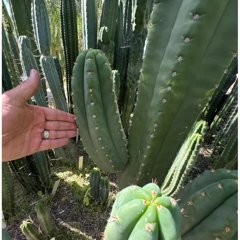 #EC231 EXACT Trichocereus Hybrid Scop X HZ Dynamo Cactus Cutting 8-10