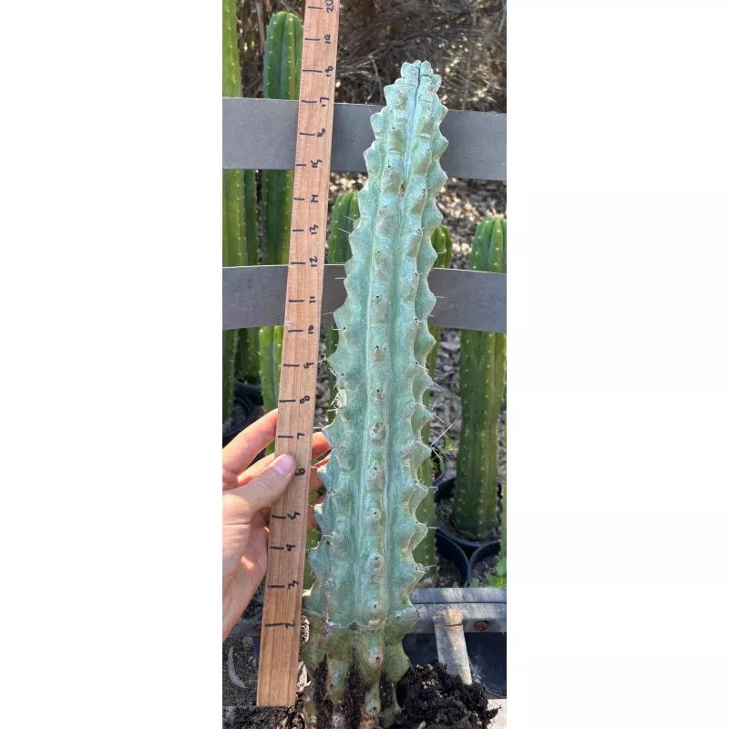 #EC232 EXACT Stenocereus Beneckei approx 16