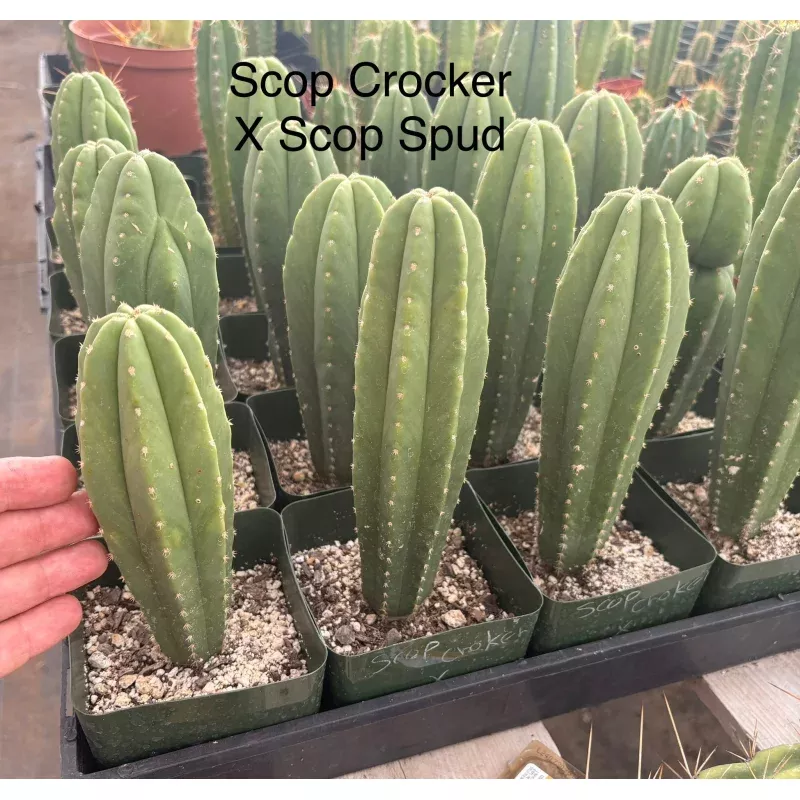#EC233 EXACT Trichocereus Scopulicola Crocker X Scop Spud Seedling 6-8