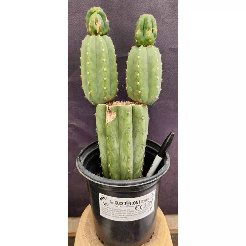 #EC234 EXACT Trichocereus Pachanoi Mt. Geronimo Cactus 13