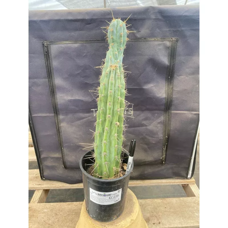 #EC236 EXACT Trichocereus Lost Label Cactus 18