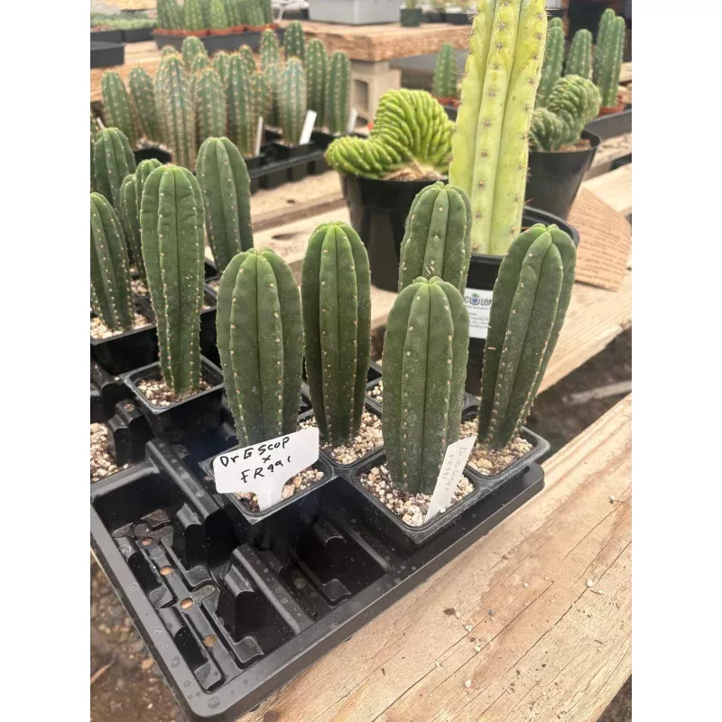 #EC237 EXACT Trichocereus Hybrid Dr. G Scop X FR991 Scop Cactus Seedling 4-6 approx