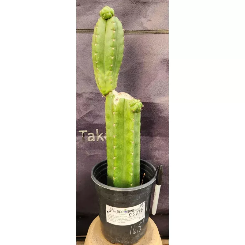 #EC238 EXACT Trichocereus Pachanoi Awful Ornamental Cactus Cutting 18