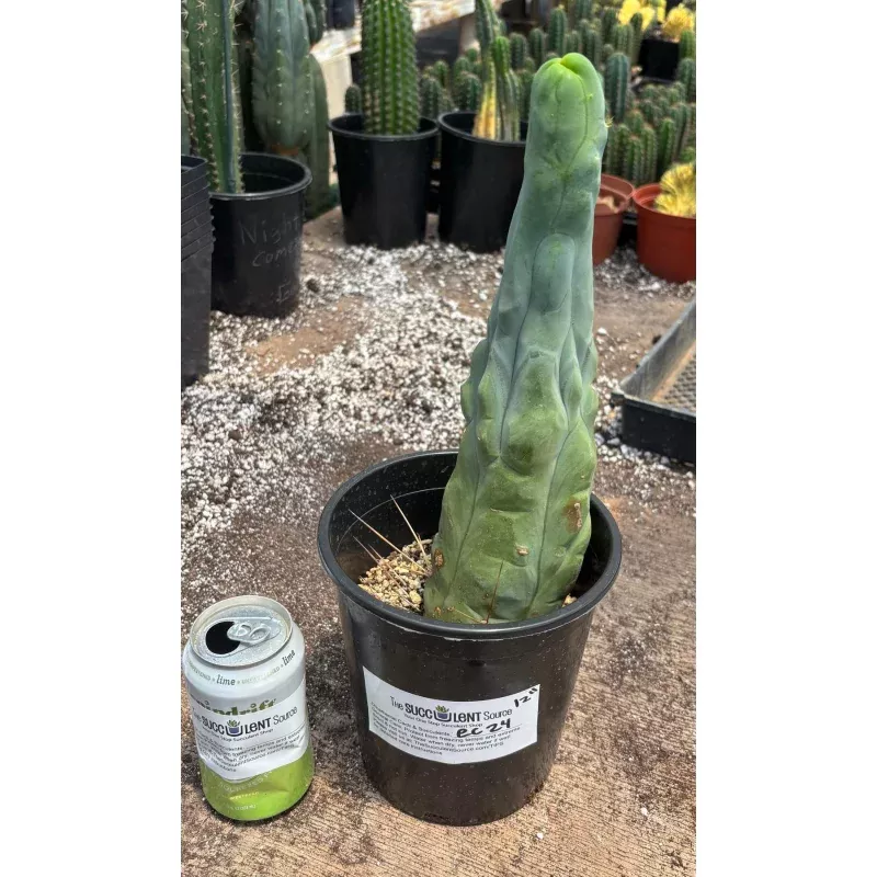 #EC24 EXACT Trichocereus Bridgesii TBM Penis monstrose Long Form Cactus 12