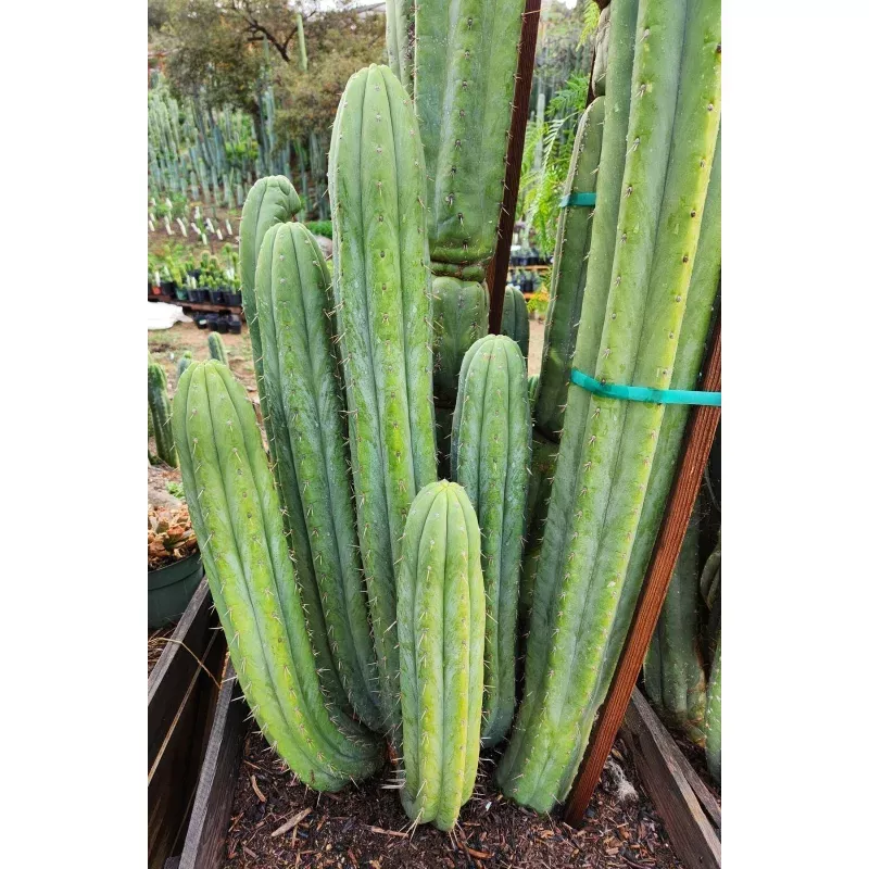 #EC240 Trichocereus Pachanoi Nuestra Bonita Cactus Cuttings and potted 8-15