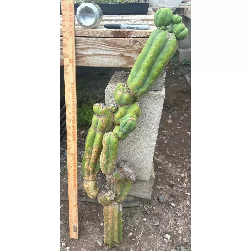 #EC242 EXACT Trichocereus Pachanoi PC LONG Cactus Cutting 32