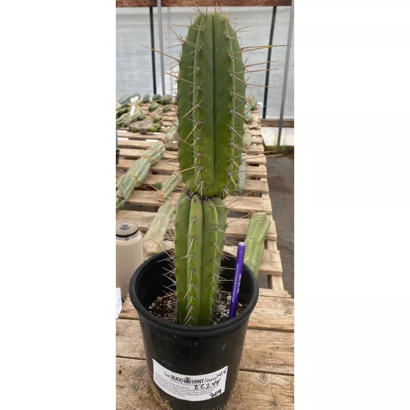 #EC244 EXACT Trichocereus Ornamental Cactus 14.5