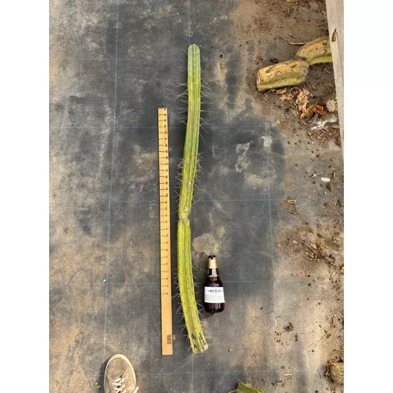#EC246 EXACT Trichocereus Bridgesii Jiimz Twin Spine LONG TLC Cactus Cuttings