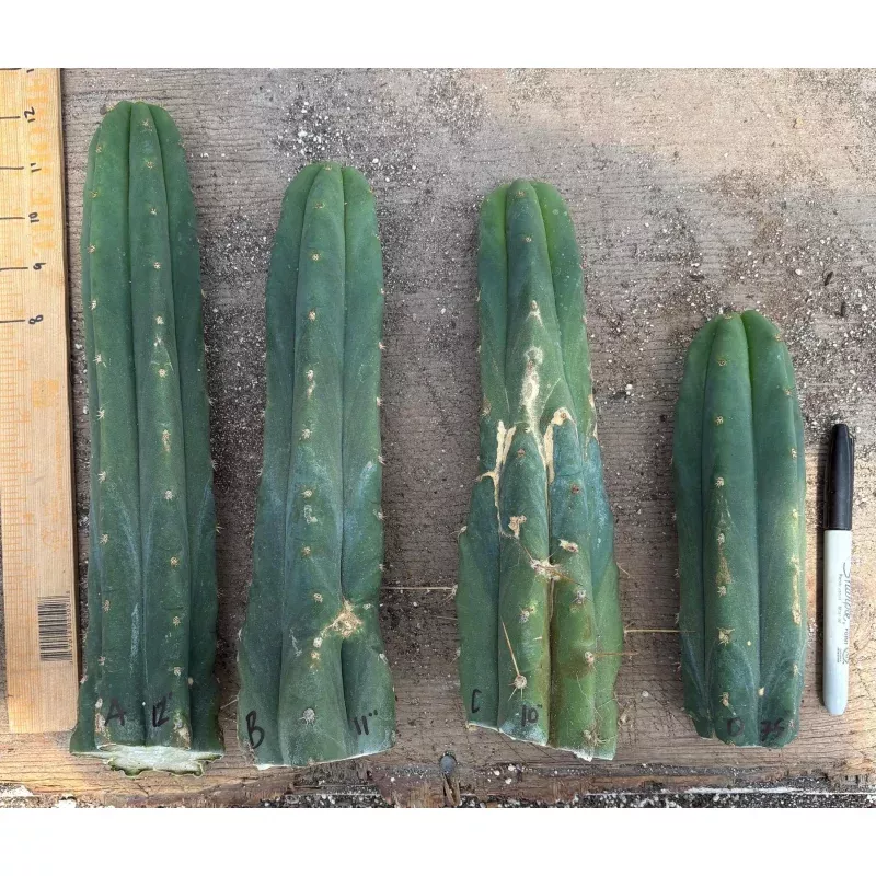 #EC247 EXACT Trichocereus Huanucoensis Jiimz Huanu/P7 Cactus Cuttings 10