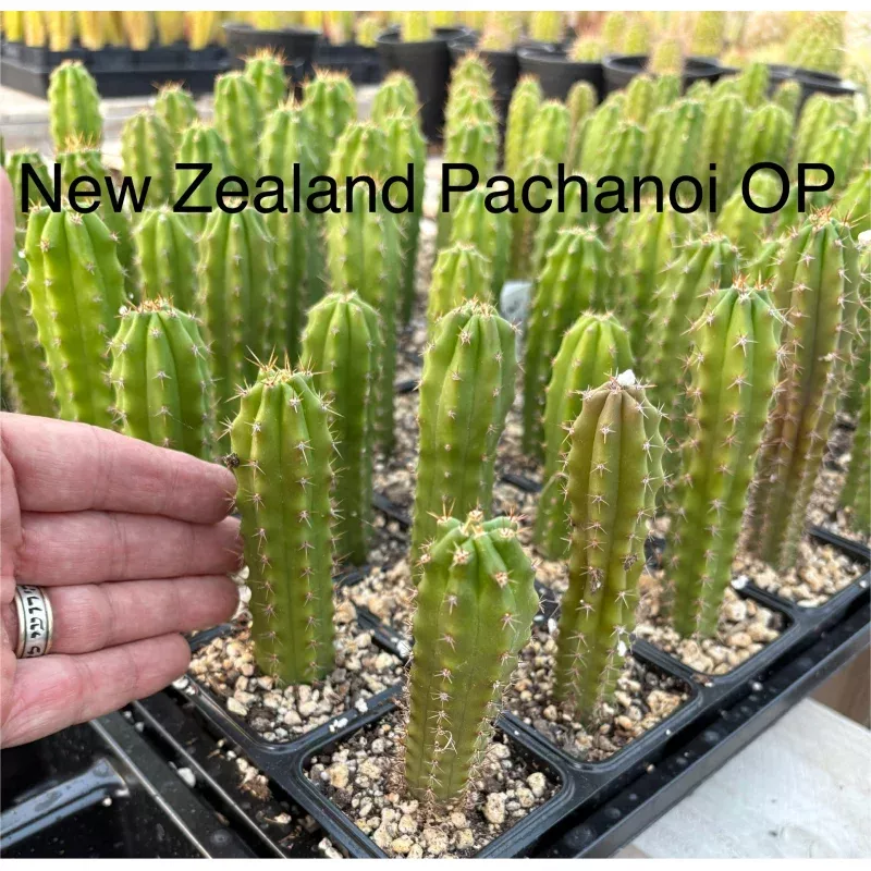 #EC249 EXACT - THREE Trichocereus Pachanoi OP Seedlings from New Zealand 4-5