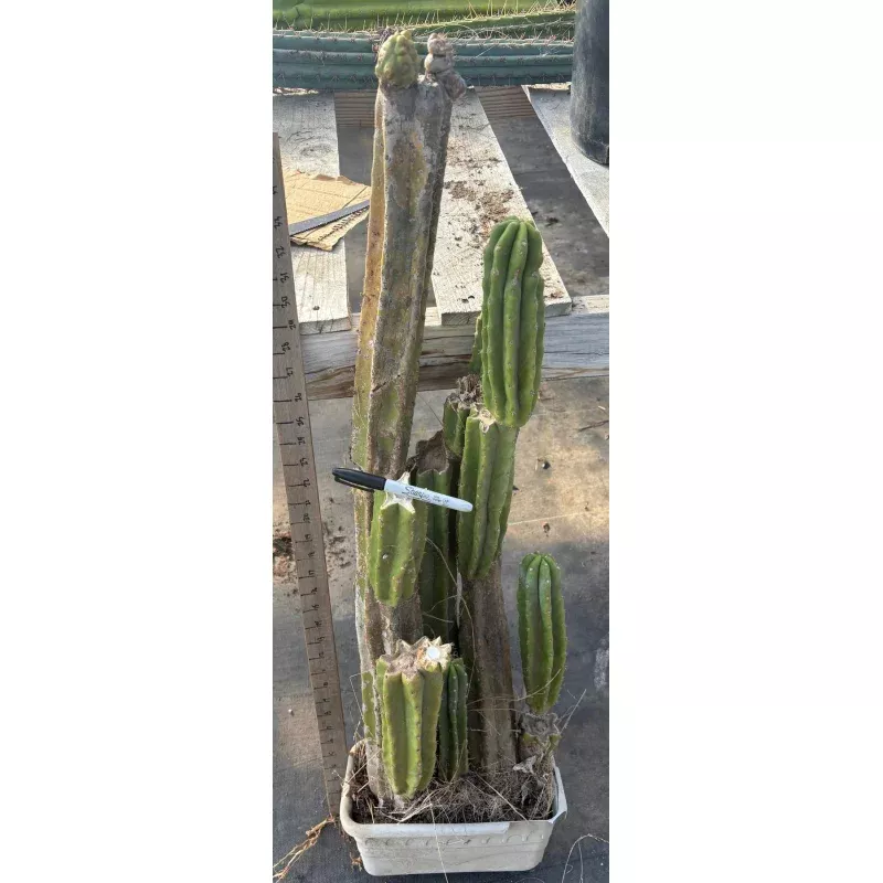 #EC25 EXACT Trichocereus Pachanoi PC Cactus Tree 3 or so