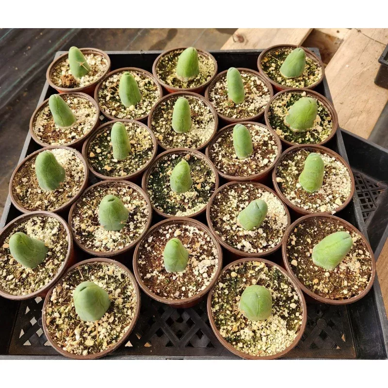 #EC251 EXACT TTC Giveaway **Read Description* Cactus