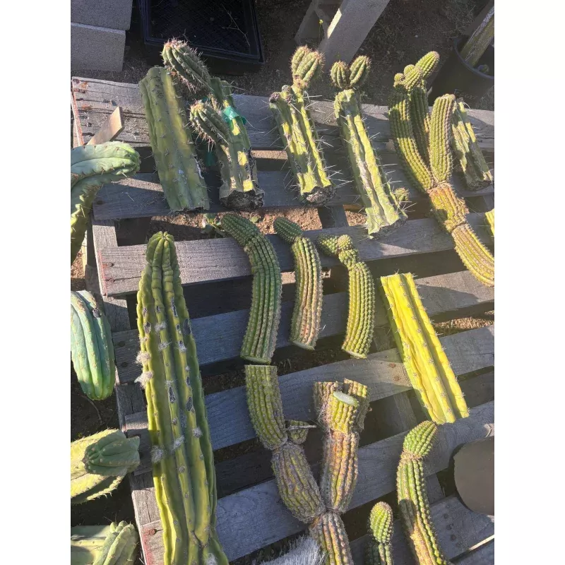 #EC254 Trichocereus MIXED TLC Bargain Cactus CUTTING Lot 60+