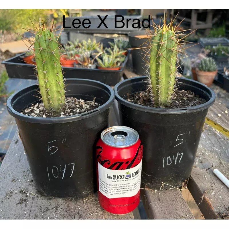 #EC255 EXACT Trichocereus Hybrid Bridgesii Lee X Bridgesii Brad Cactus 5
