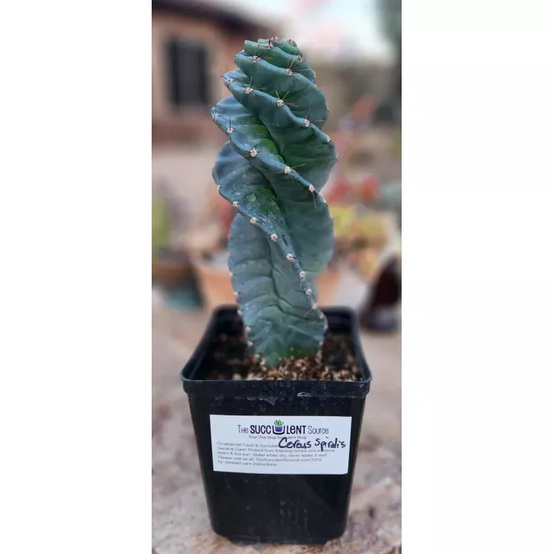 #EC257 Cereus Forbesii Spiralis The Spiral Cactus Potted