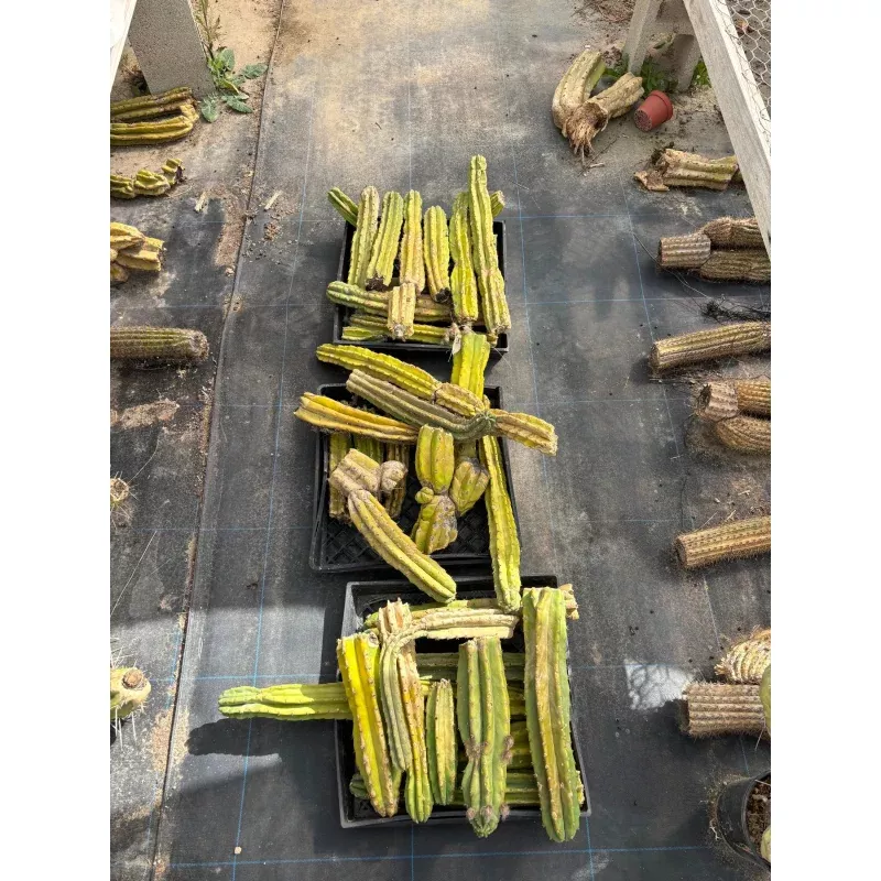 #EC258 EXACT Trichocereus Pachanoi PC Super TLC Cactus CUTTING Lot 25 pounds