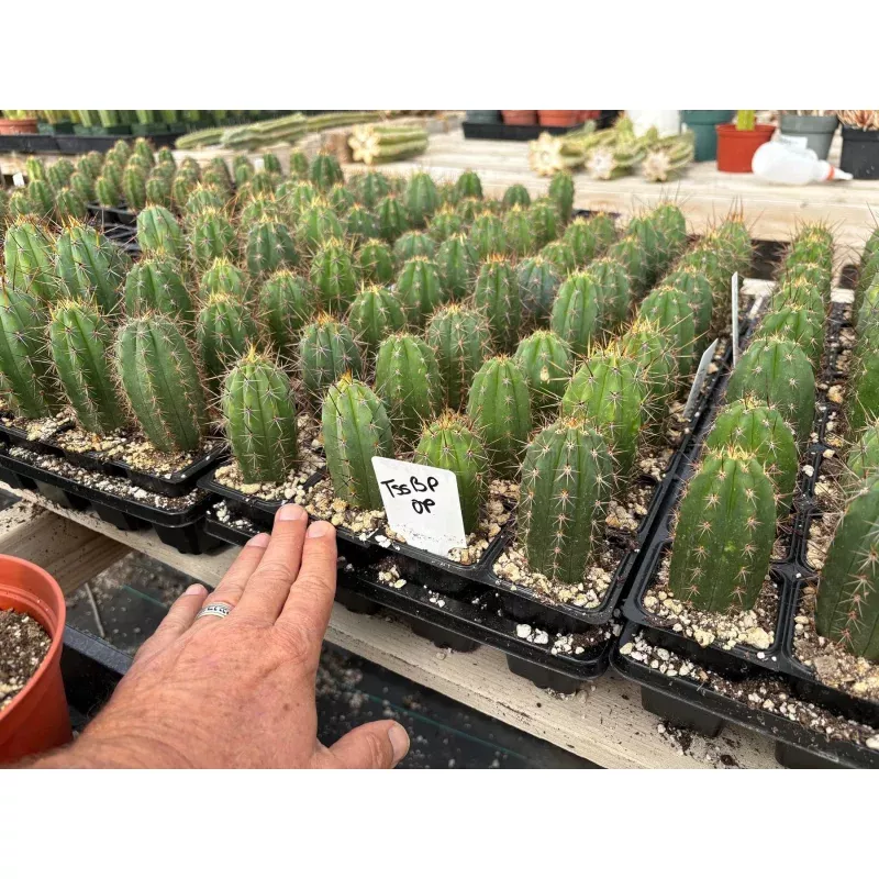 #EC259 Trichocereus Peruvianus TSSBP-OP Cactus Seedlings