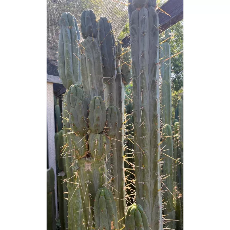 #EC261 Trichocereus Peruvianus X Bridgesii Swerve Cactus Cutting 8-10