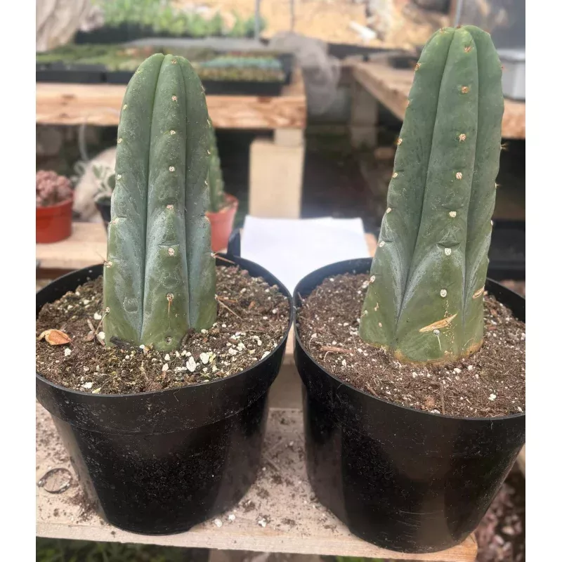 #EC262 EXACT Trichocereus Huan Depot aka Huanucoensis 8 potted