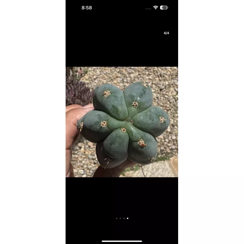 #EC265 Trichocereus Colossus Cactus 8.5 cutting