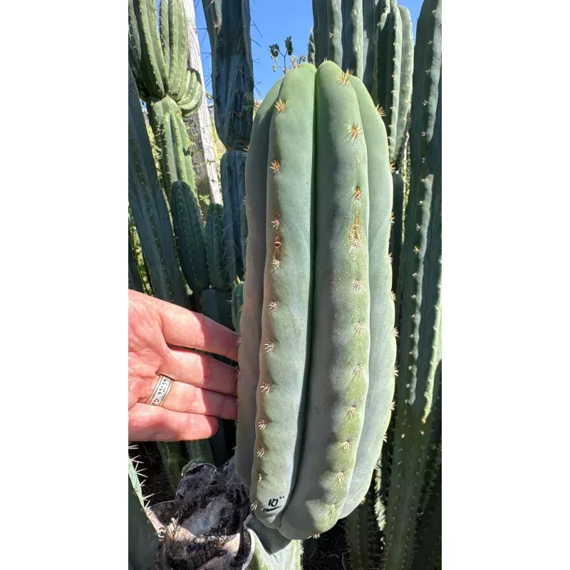 #EC268 Trichocereus hybrid Scopulicola Heynes X Peru Sharxx Blue Roof Raiser Cactus Cuttings