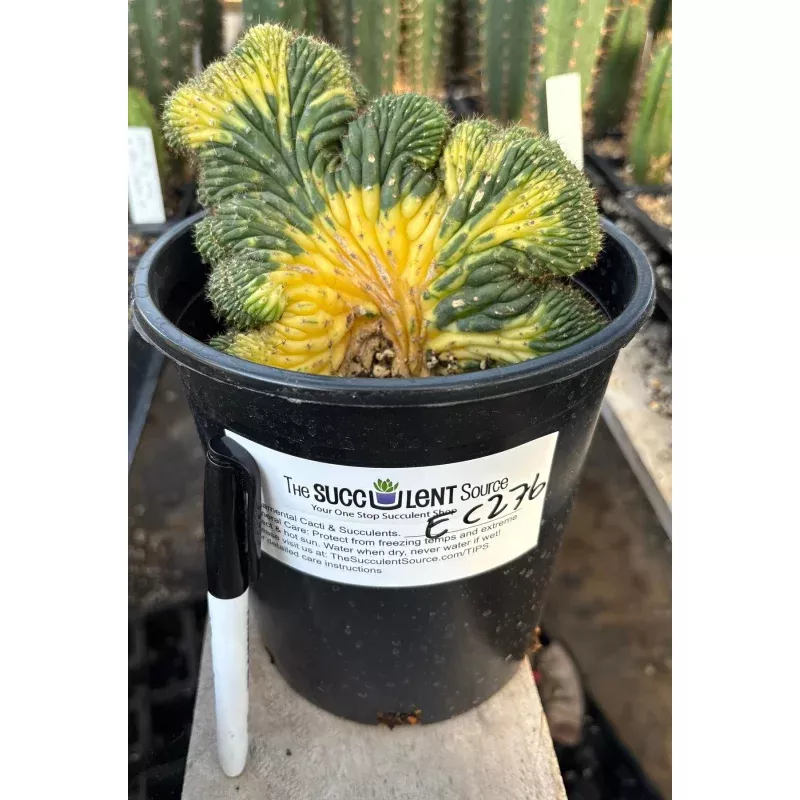 #EC276 EXACT Trichocereus Pachanoi Variegated Crested China Gold Cactus Potted