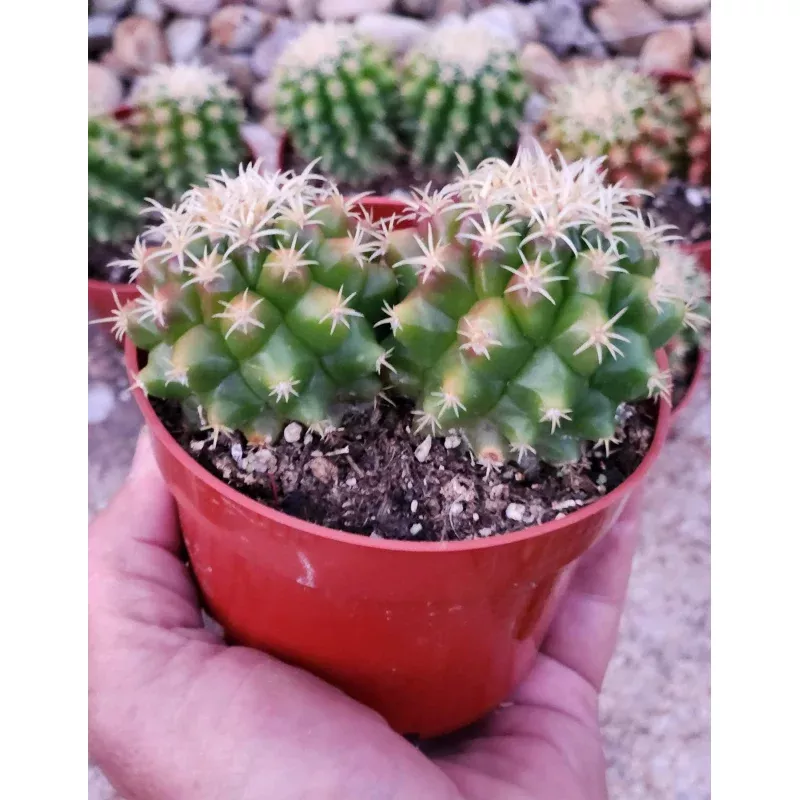 #EC280 EXACT Echinocactus Grusonii Brevispinus Cactus
