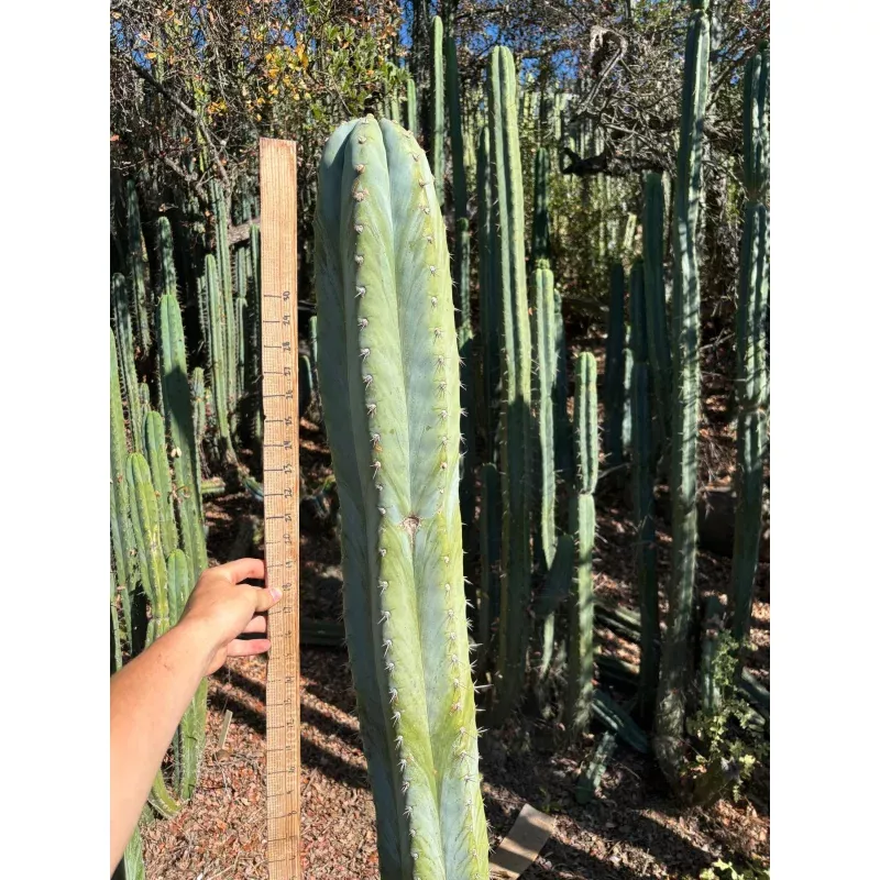 #EC287 EXACT Trichocereus Peruvianus TSSBP Peru Cactus Giant 4 CUTTING 48