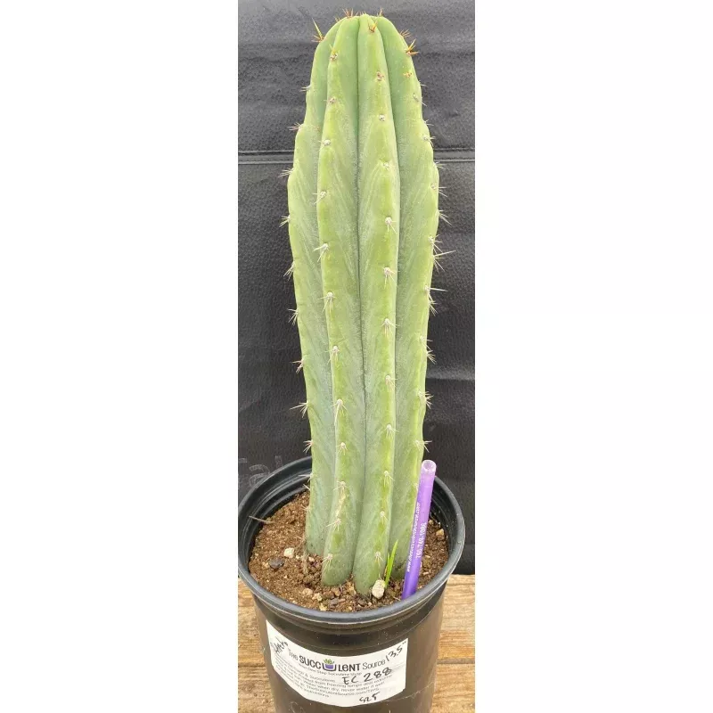 #EC288 EXACT Trichocereus Peruvianus RANCHO Cactus 13.5