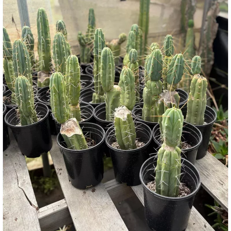 #EC29 EXACT Trichocereus Bridgesii Bargain Basic Potted Cactus 12-14