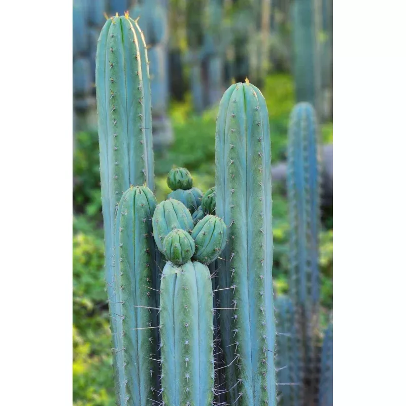 #EC290 EXACT Trichocereus Hybrid Pachanoi Juuls X Peruvianus JP Cactus 7-8