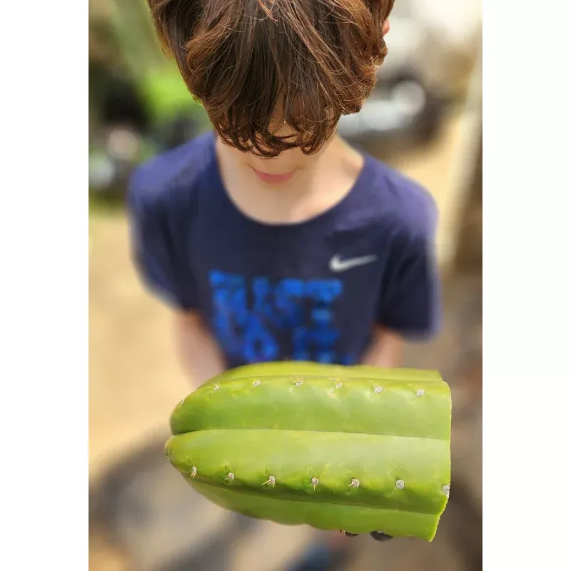 #EC300 EXACT Trichocereus Pachanoi Phat Pach Cactus Cutting