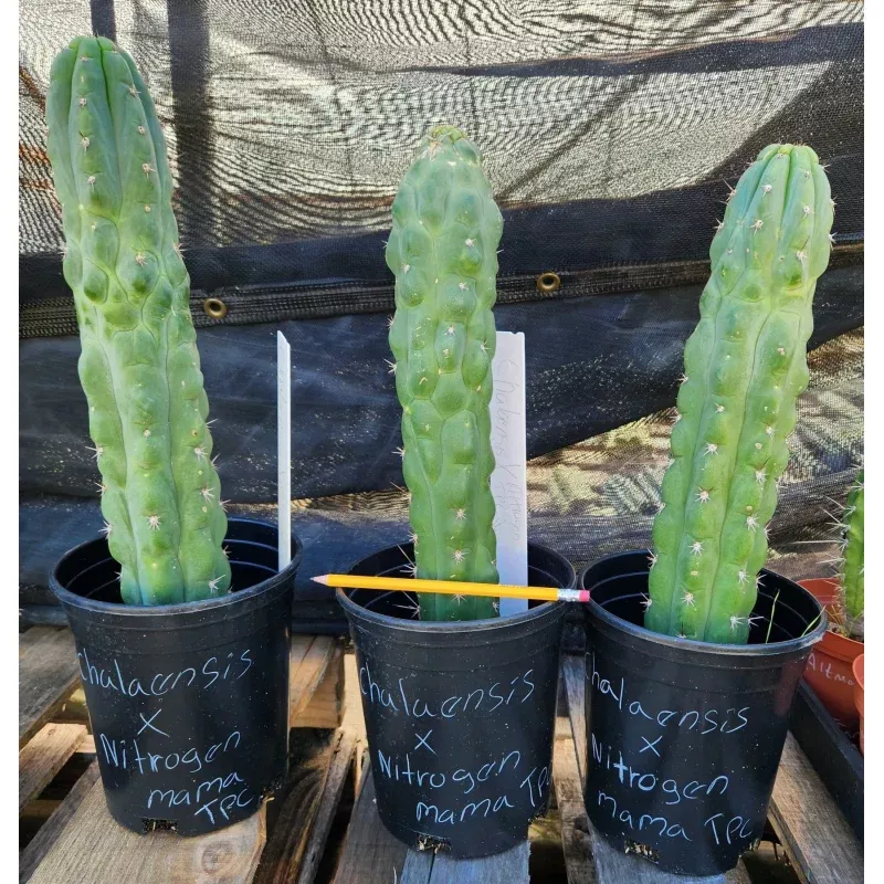 #EC301 EXACT Trichocereous Chalaensis X Nitrogen Mama TPC Cactus Cuttings
