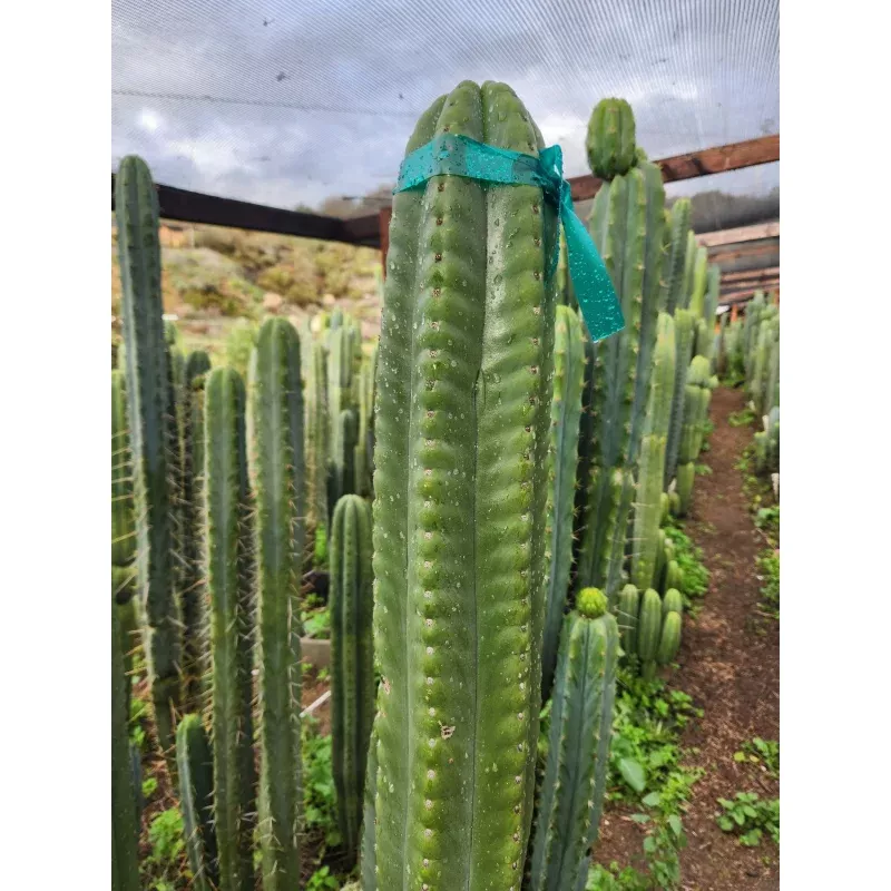 #EC302 EXACT Trichocereus SLOP Wrinkle in Time WIT Cactus Cuttings 6