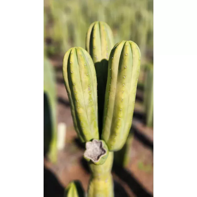 #EC303 EXACT Trichocereus Pachanoi Chancayllo Clone cactus cutting 8