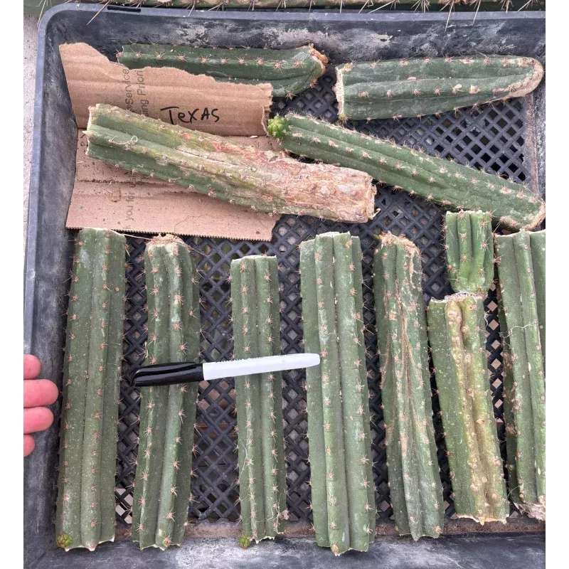 #EC305 Trichocereus Pachanoi Texas Torch Cactus Mid Potted 8-10