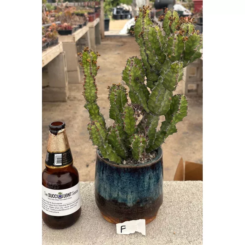 #EC311 Blaises EXACT Cactus & Euohorbia Potted Specimens