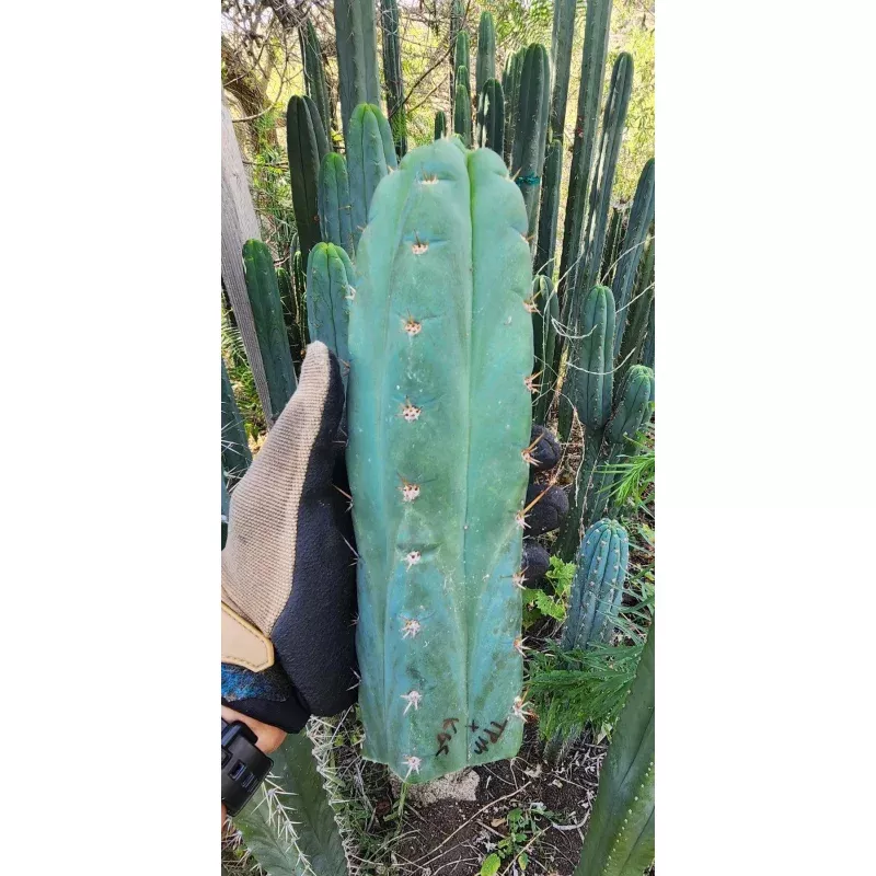 #EC320 EXACT Trichocereus Pachanoi TPM X Bridgesii KGC Cactus Cutting approx. 8