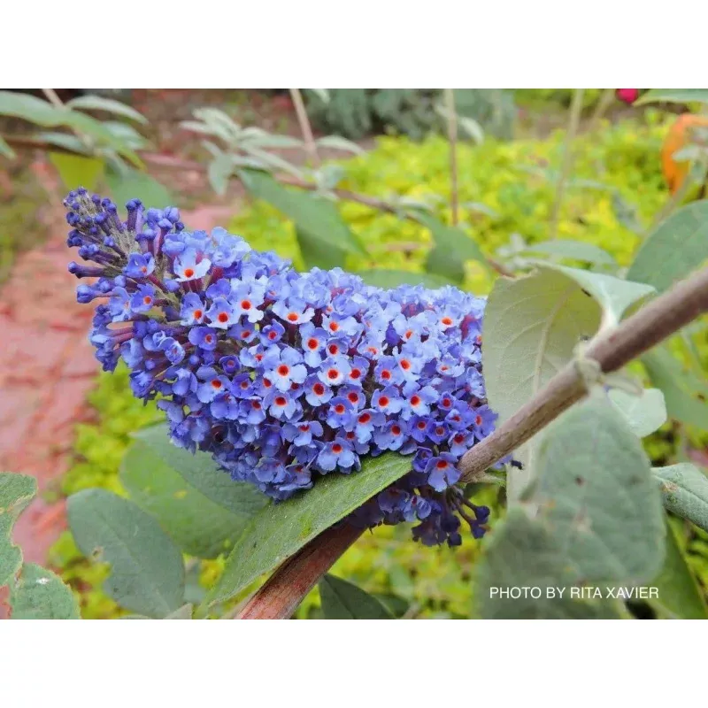 ‘Ellen’s Blue’ Butterflybush