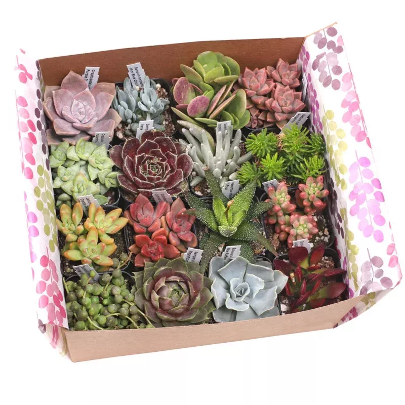 'Gift-Worthy' Succulent Pack|9-Pack&16-Pack