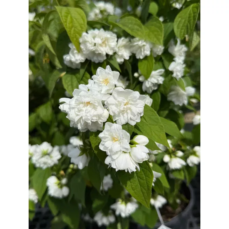 'Illuminati Spice' Mock Orange 2G